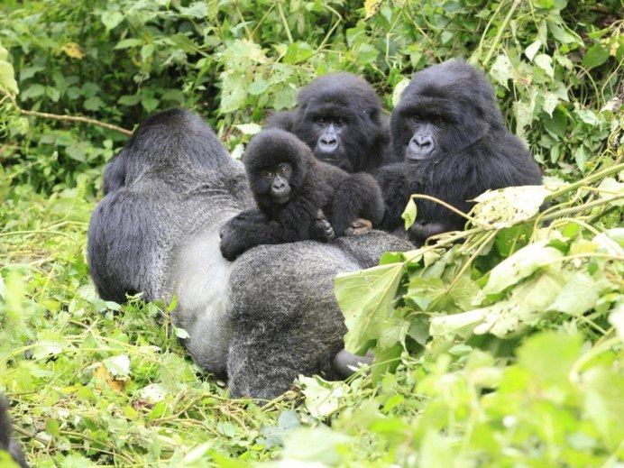 Silverback Gorilla