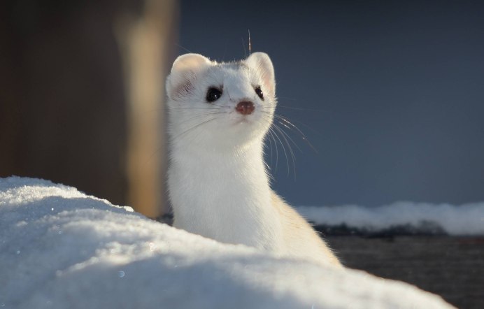 Ласка (Mustela nivalis)