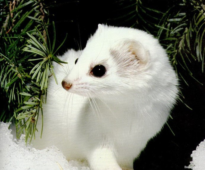 Ласка белая