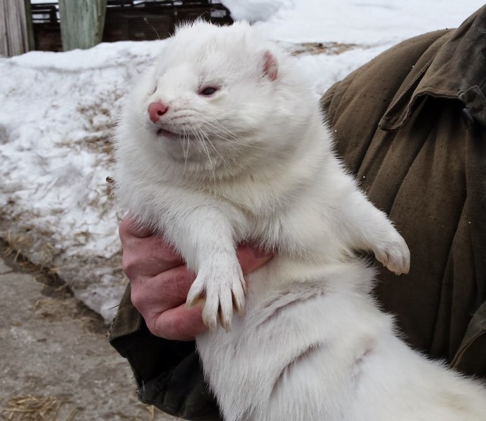 Ласка белая