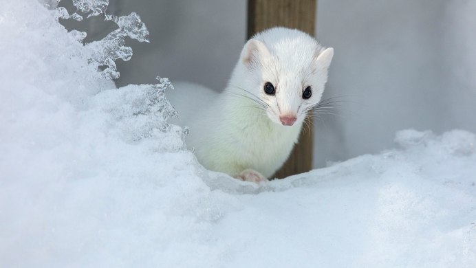 Американская норка белая