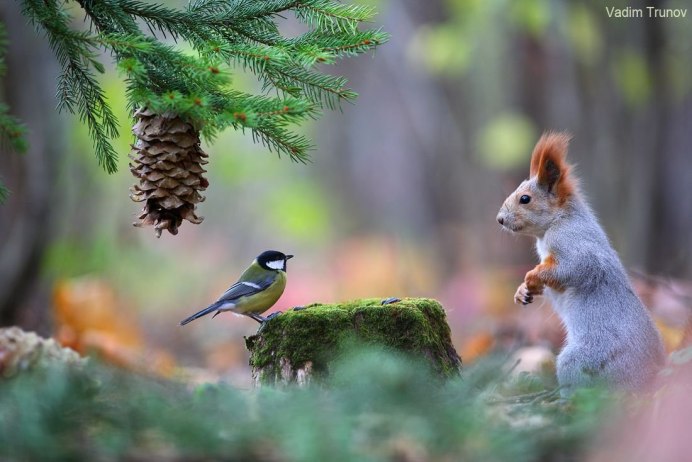 Природа птицы