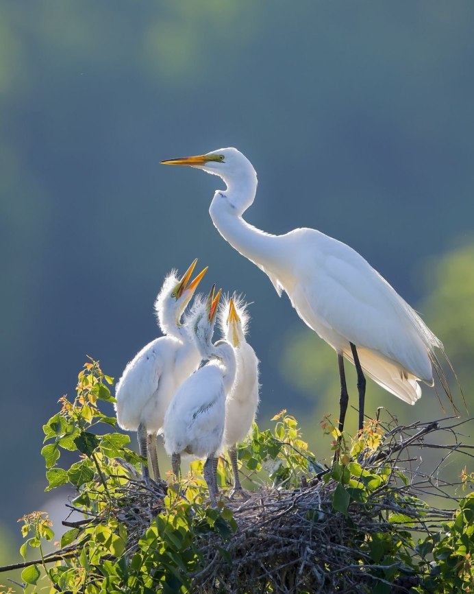 Природа с животными
