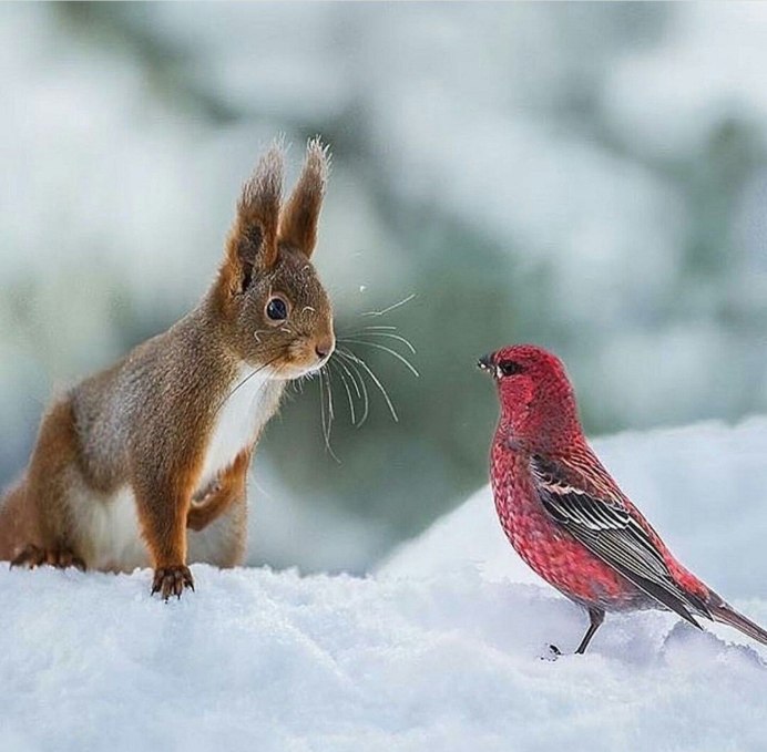 Дикая природа