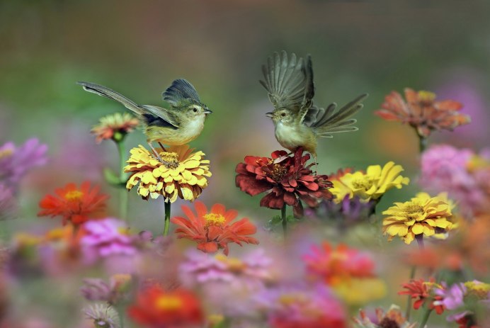 Природа животные птицы