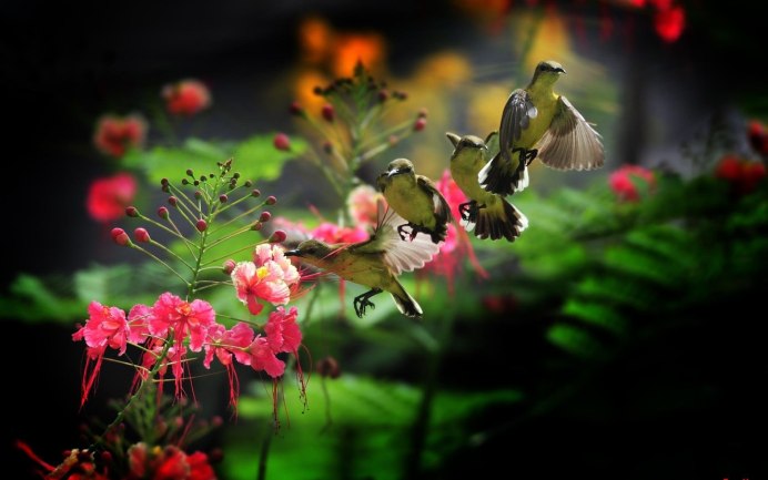 Природа лес птицы