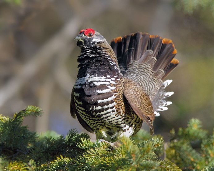 Белобрюхий Глухарь