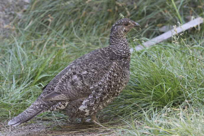 Глухарь (Tetrao urogallus)