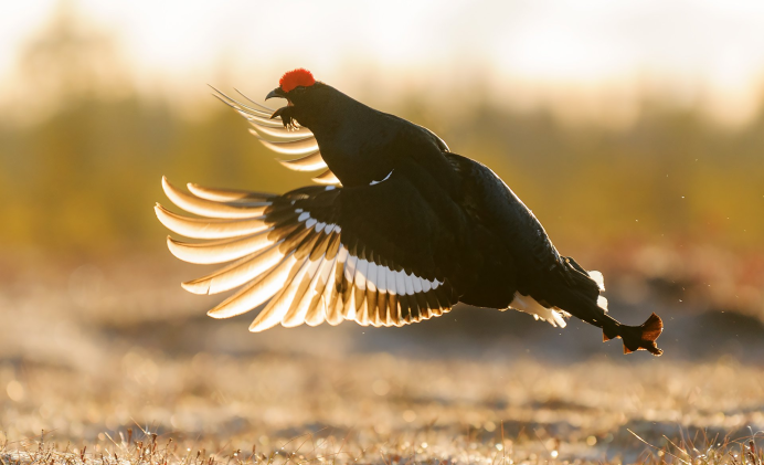 Луговой тетерев (Tympanuchus Cupido)