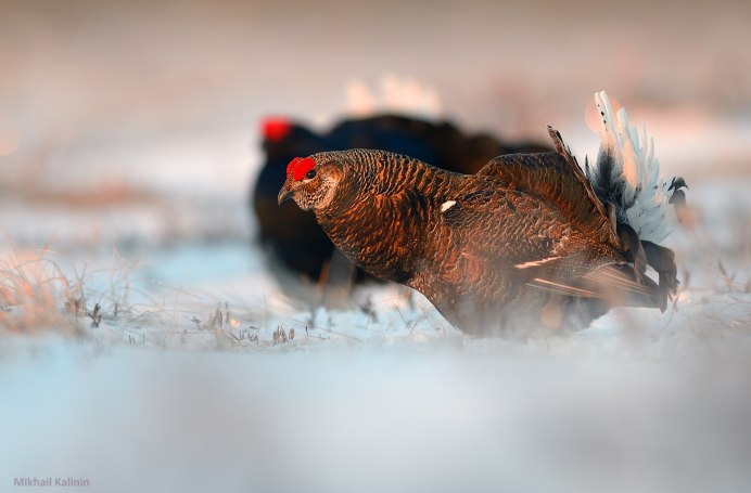 Глухарь - Capercaillie