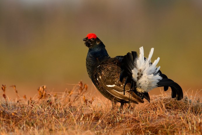 Молодой Глухарь