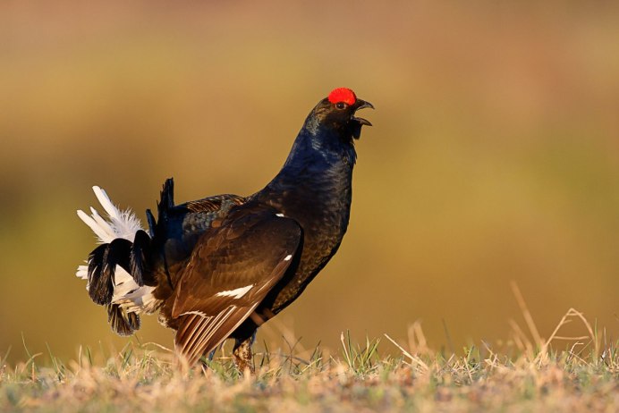 Тетерев на закате