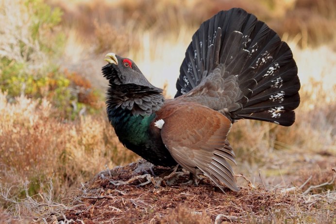 Тетерев Глухарь Косач
