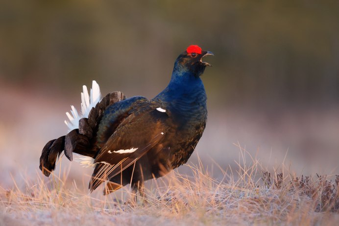 Глухарь птица самка