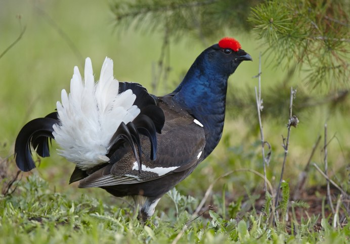 Сибирский тетерев Косач