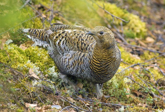 Тетерев обыкновенный