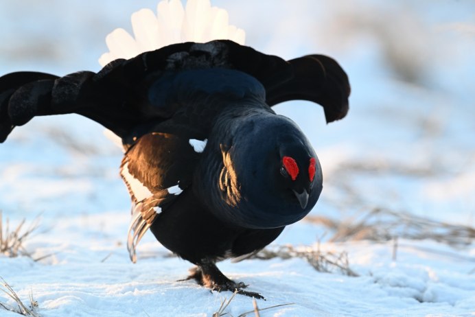 Комплект чучел тетерев NRA FUD Black Grouse (тетерев)