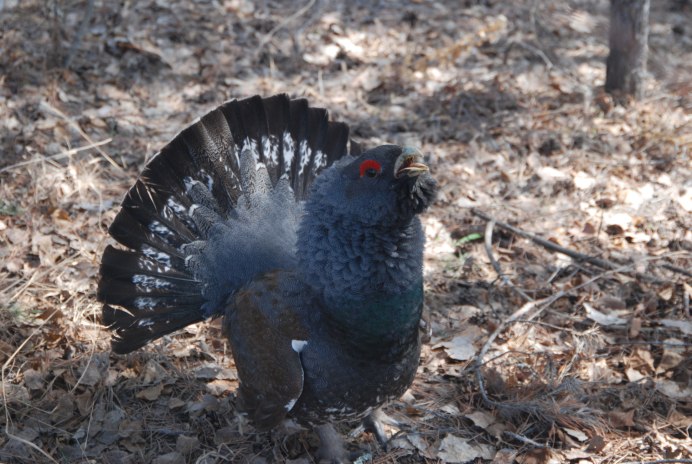 Чернобрюхий Глухарь Tetrao urogallus Major