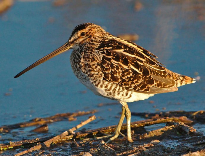 Бекас Долгонос птица