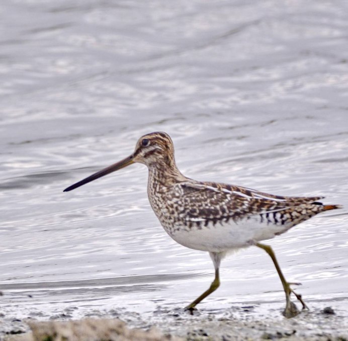 Бекас Долгонос