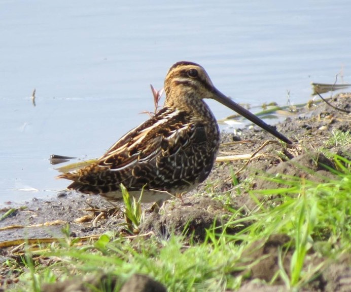 Кулик Бекас