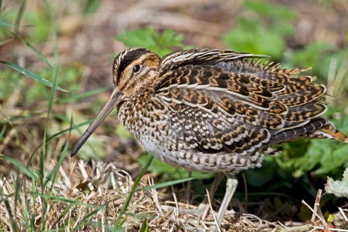 Морской Бекас птица