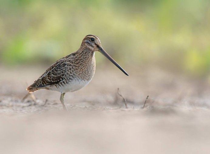 Бекас Долгонос