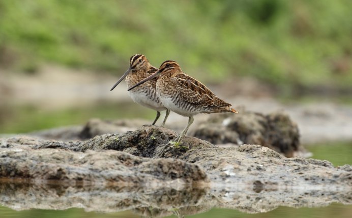 Бекас Долгонос птица