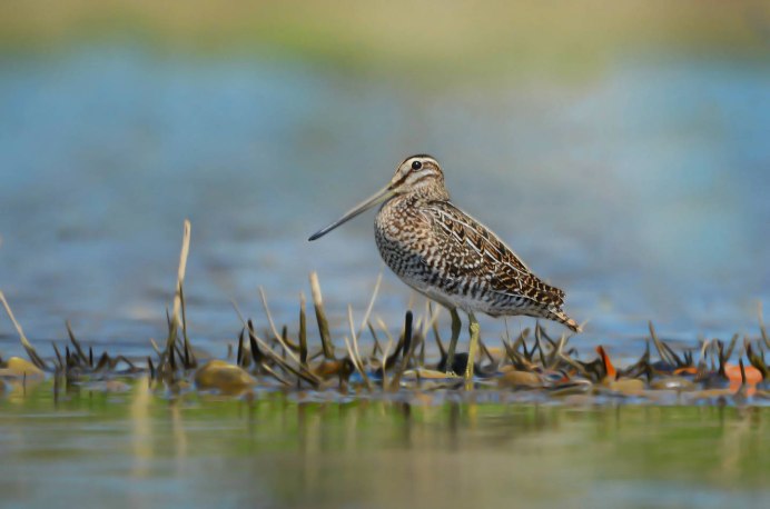 Бекас Вильсона