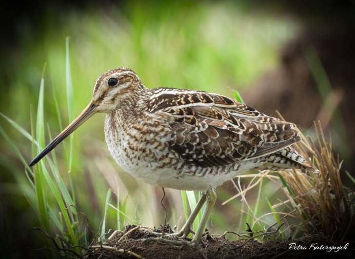Токующий Бекас
