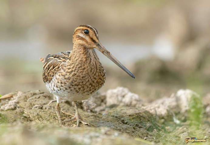 Бекас Луговой