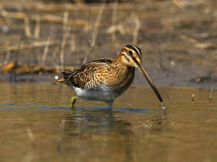 Бекас птица