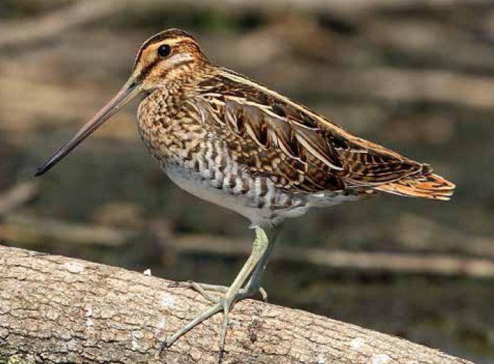 Бекас Долгонос