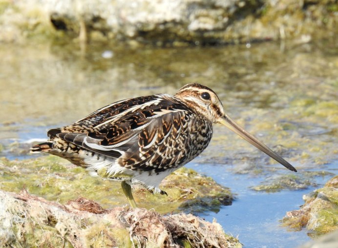 Дупель Gallinago Media