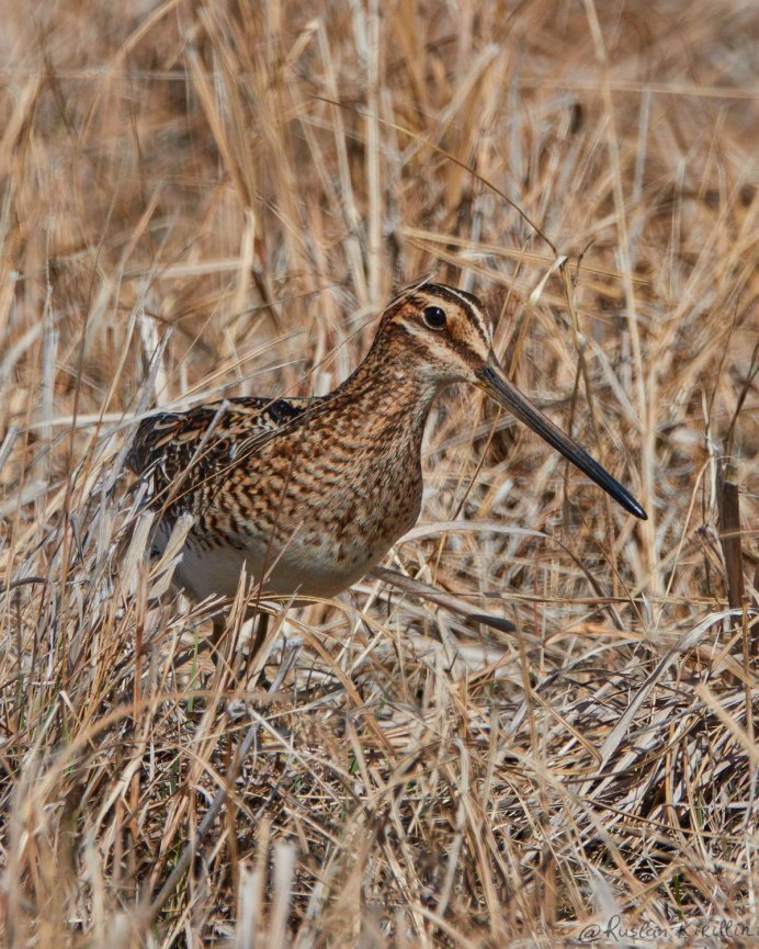 Бекас Долгонос