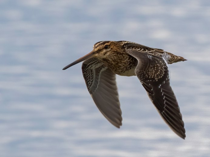Птичка Бекас