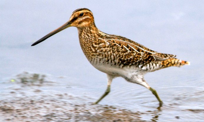 Бекас Долгонос птица