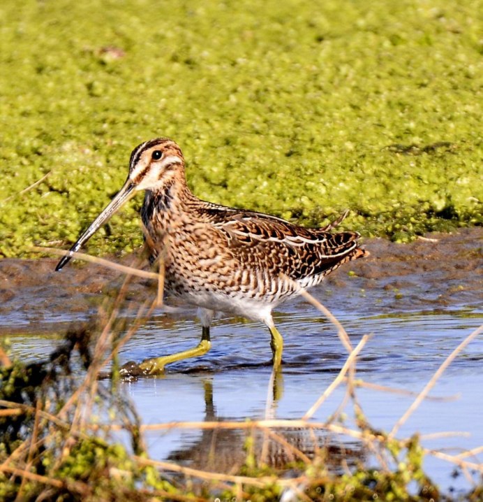 Бекас Долгонос