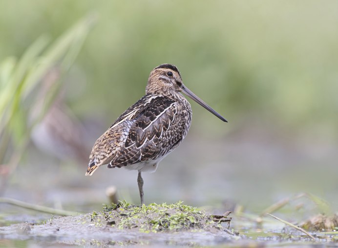 Бекас Долгонос