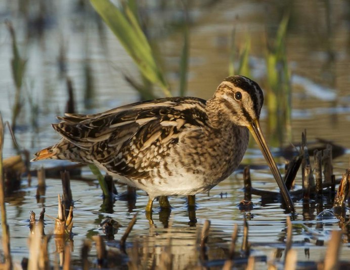 Кулик Бекас