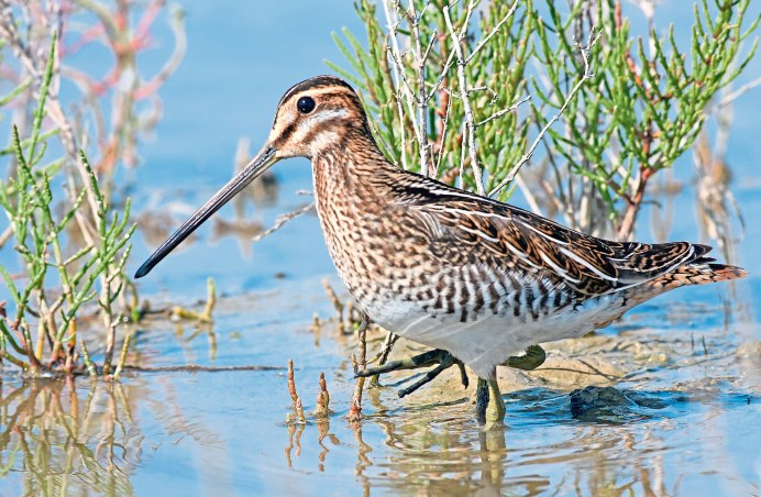 Вальдшнеп и Бекас птица