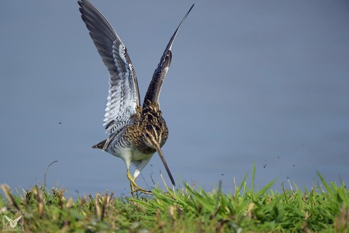 Бекас птица