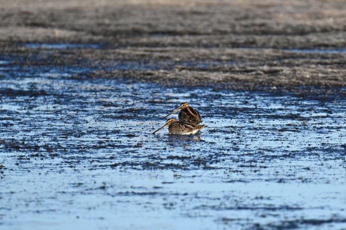 Черный Бекас птица