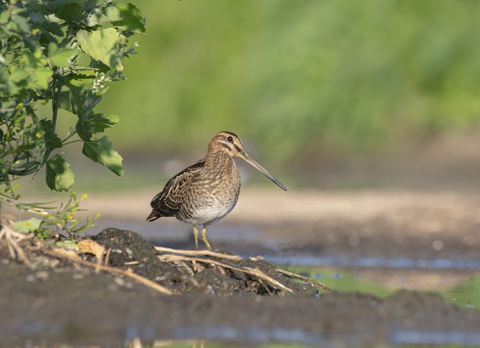 Кулик дупель