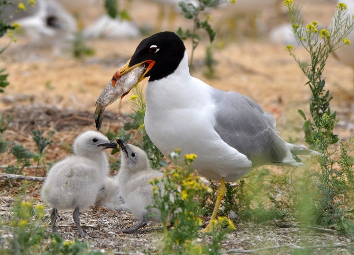 Черноголовый хохотун – Larus ichthyaetus Pallas