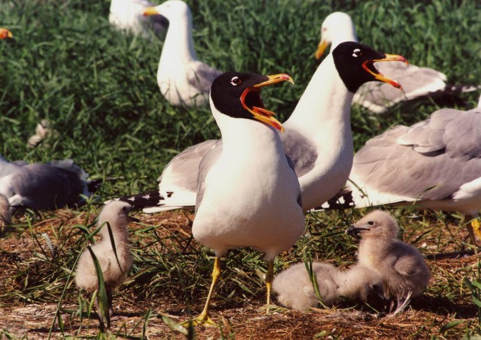 Черноголовый хохотун – Larus ichthyaetus Pallas