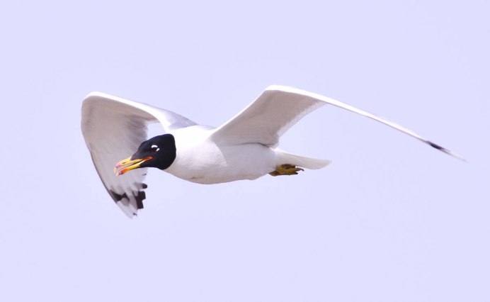 Черноголовый хохотун - Larus ichthyaetus Pallas, 1773