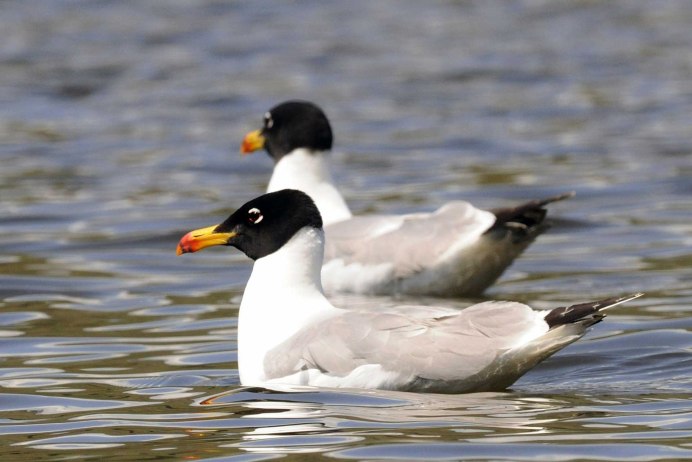 Черноголовый хохотун – Larus ichthyaetus Pallas