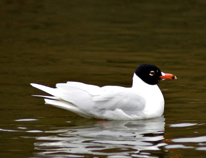 Черноголовый хохотун (Larus ichthyaetus)