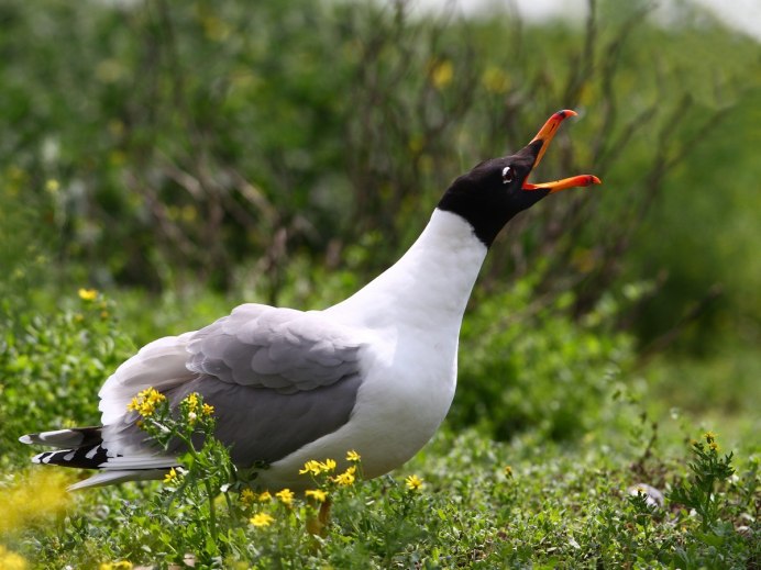 Черноголовый хохотун (Larus ichthyaetus)